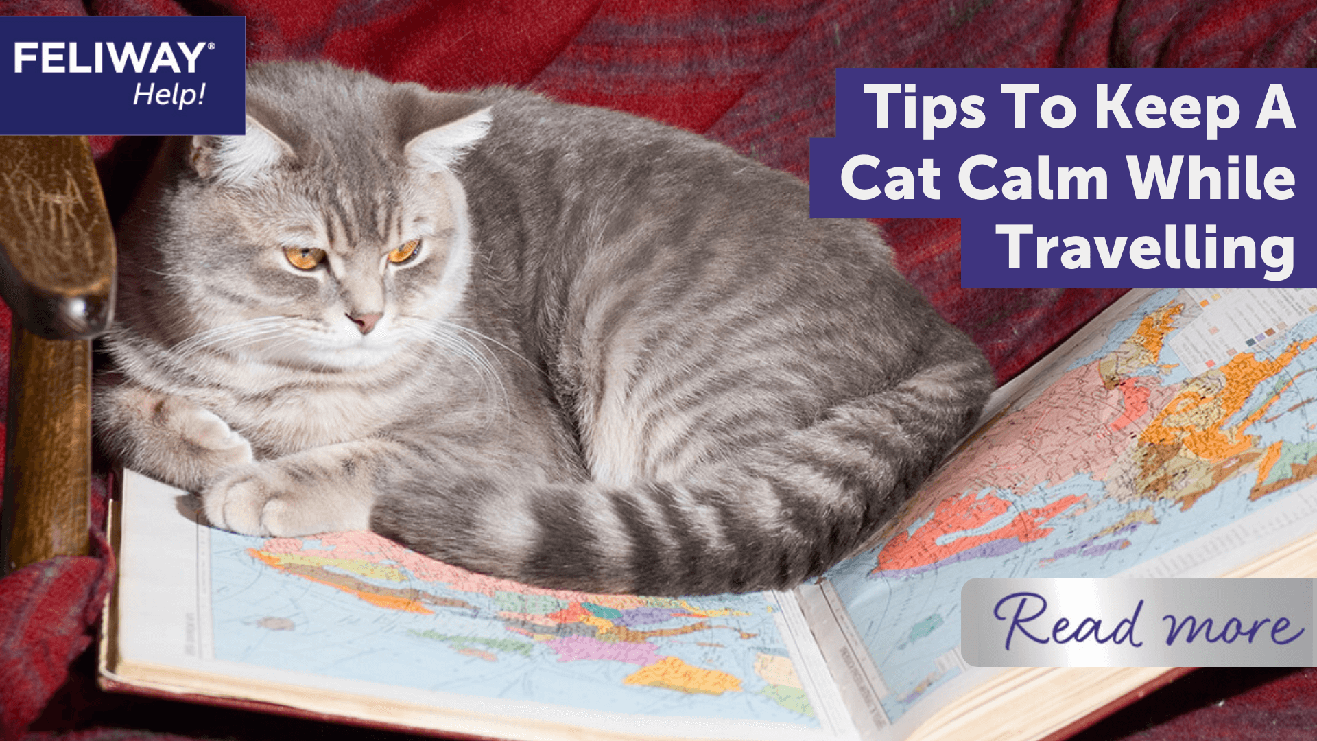 tips-to-keep-a-cat-calm-while-travelling